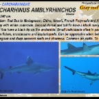 Carcharhinus amblyrhynchos - grey