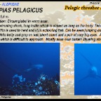 Alopias pelagicus - Thresher shark
