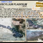 Chiloscyllium plagiosum - Whitespotted