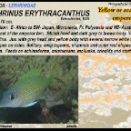 Lethrinus erythracanthus - Yellowfin emperor