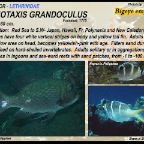 Monotaxis grandoculus -Bigeye emperor