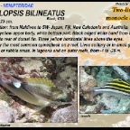 Scolopsis bilineatus - Two-lined monocle bream