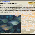 Pempheris oualensis - Copper sweeper