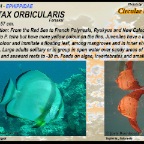 Platax orbicularis - circular batfish