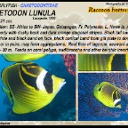 Chaetodon adiergastos - Panda butterflyfish