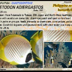Chaetodon lunula - Raccoon butterflyfish