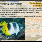 Chaetodon trifascialis - Chevroned butterflyfish