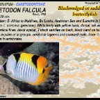 Chaetodon selene - Dotted butterflyfish