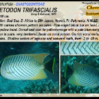 Chaetodon   lineolatus - Lined butterflyfish