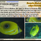 Chaetodon meyeri - Sraweled butterflyfish