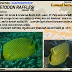 Chaetodon ephippium - Saddle butterflyfish