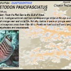 Chaetodon rafflesi - Latticed butterflyfish