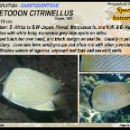 Chaetodon benetti - Bennet's butterflyfish
