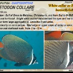 Chaetodon semilarvatus - Lemon butterflyfish