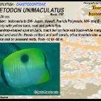 Chaetodon austriacus - Exquisit butterflyfish
