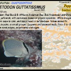 Chaetodon baronessa - Triangular butterflyfish 