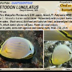 Hemitaurichthys polylepis - Pyramid butterflyfish 