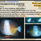 Parachaetodon ocellatus - Sixspine butterflyfish