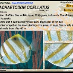 Forcipiger longirostris - Longnose butterflyfish