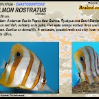 Coradion melanopus - Two-eyed coralfish