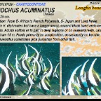 Heniochus acuminatus - Longfin bannerfish