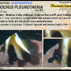 Heniochus singularis - Singular bannerfish