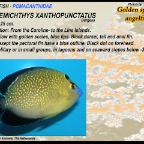 Apolemichthys xanthopunctatus - Golden spotted angelfish
