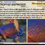 Centropyge bispinosus - Two-spined angelfish