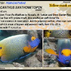 Pomacanthus xanthometopon - Yellow-mask angelfish