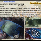Pomacanthus  semicirculatus - Semicircle angelfish