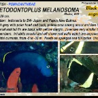 Chaetodontoplus septentrion - Bluestriped angelfish