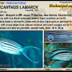 Genicanthus bellus - Ornate angelfish