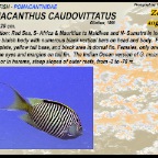 Genicanthus lamarck - Blackstriped  angelfish