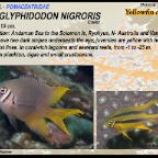 Neoglyphidodon nigroris - Yellowfin damsel