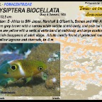Chrysiptera brownriggii - Surge demoiselle