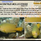 Pomacentrus amboinensis - Ambon damsel