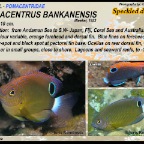 Pomacentrus bankanensis - Speckled damsel