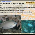 Pomacentrus alexanderae - Alexander's damsel
