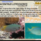 Pomacentrus spilotoceps - Tonga damsel