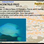 Pomacentrus caeruleus - Caerulean damsel