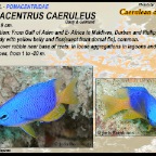 Pomacentrus auriventris - Goldbelly damsel