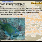 Chromis scotochiloptera - Philippines chromis