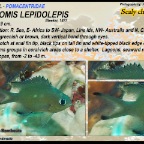 Chromis lepidolepis - Scaly chromis