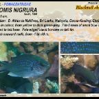 Acanthochromis polyacanthus - Spiny chromis