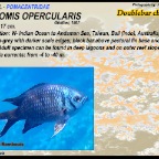 Chromis opercularis - Doublebar chromis