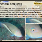 Choerodon robustus - Robust tuskfish 