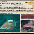 Paracheilinus mccoskeri - McCosker's flasher