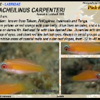Paracheilinus carpenteri - Pink flasher
