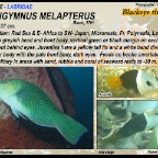 Hemigymnus  melapterus - Blackeye thicklip