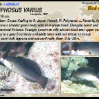Gomphosus varius - Bird wrasse